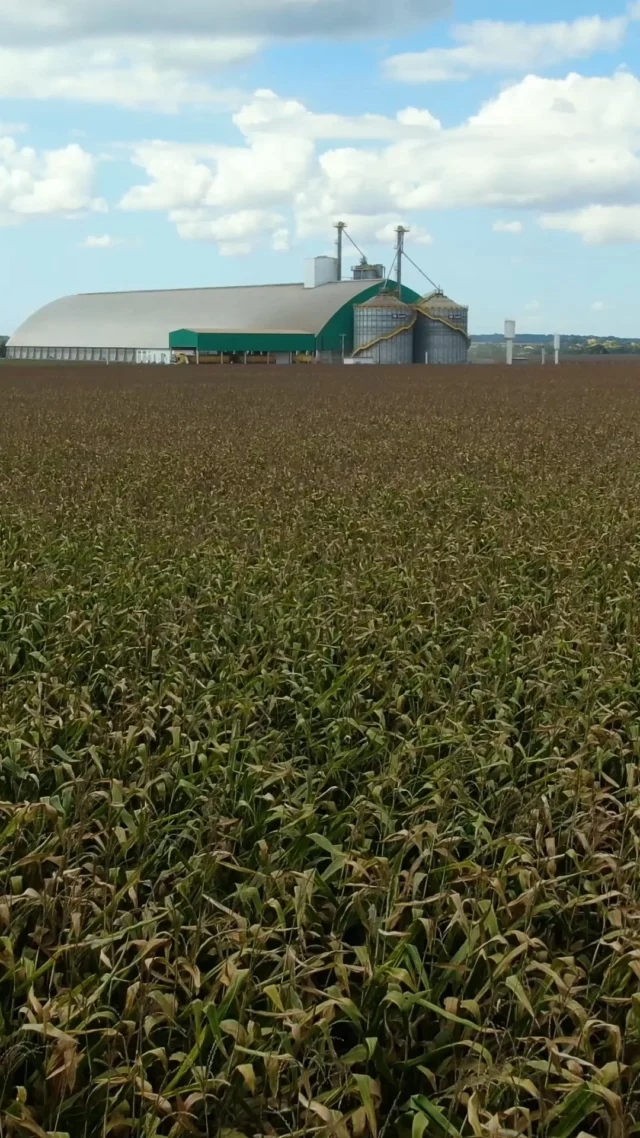 Orgulho de construir estruturas que protegem o valor de cada safra e fortalecem o agronegócio brasileiro.🌾#Agronegócio #Armazenagem #Infraestrutura #AgroBrasileiro #ProduçãoRural